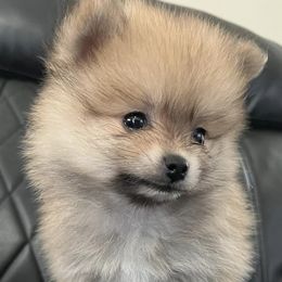 Pomeranians from Pomma Momma Pomeranians