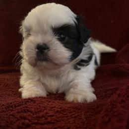 Boy 1 - male Shih Tzu puppy in Jefferson, Ohio from May May’s Shih Tzu’s