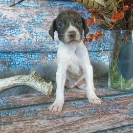 Boy 7 - White and liver male German Shorthaired Pointer puppy in Laporte, Minnesota from Northern Odyssey Gun Dogs