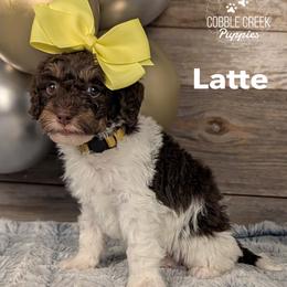 Latte - Brown and white female Bernedoodle puppy in Heyworth, Illinois from Cobble Creek Puppies