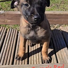 Teeze's Red - Mahogany female Belgian Malinois puppy in Berry, Alabama from North River k9