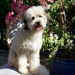 Trixie - Sable female Bernedoodle puppy in Queen Creek, Arizona from Dulcito Doodles