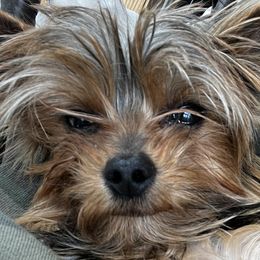 Yorkshire Terriers from pupstatenewyorkies