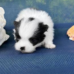 Bandit - White male Pomeranian puppy in Green Cove Springs, Florida from Natasha's Ark of Joy
