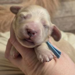 Boy 2 - Cream male Dachshund puppy in Romney, Indiana from Brown's Valley Dachshunds