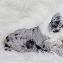 Aussiedoodle and Goldendoodle Puppies from Skyridge Doodles