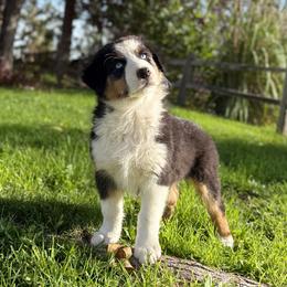 Monday - Black tri-color male Australian Shepherd puppy in Richland, Washington from Bear Creek Aussies