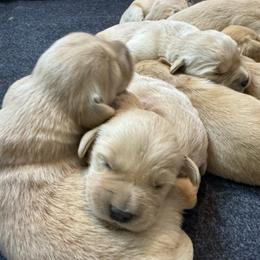 Girl 5 - Golden female Golden Retriever puppy in Tonasket, Washington from Denzil’s Goldens
