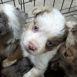 Todd - Red merle male Australian Shepherd puppy in Almo, Kentucky from Riley's Paw Pals