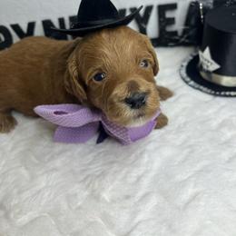 Moana - Red  female Goldendoodle puppy in Phoenix, Arizona from Amore Doodles & Poodles