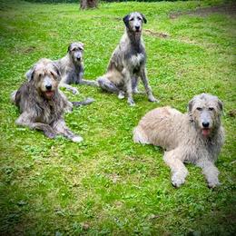 Irish Wolfhound All Grown Up from Salish Irish Wolfhounds