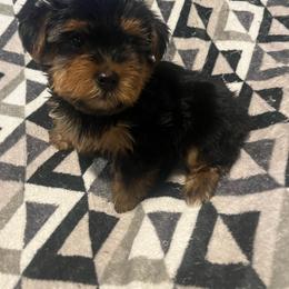 Daffy - Black and tan male Yorkipoo puppy in Gastonia, North Carolina from Dynasty Kennel
