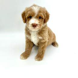 Canyon - Apricot male Goldendoodle puppy in Danielsville, Georgia from Meg's Doodles and Poodles