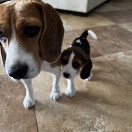 Ryan - Black tan and white male Beagle puppy in Chandler, Arizona from Monica Rubianes