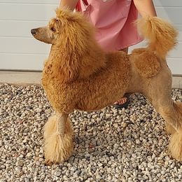 Star - Poodle