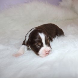 Boy 5 - Miniature Australian Shepherd puppy in Corydon, Indiana from Arbuckle’s Lookin Good Aussies (LGA)
