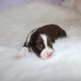 Boy 5 - Miniature Australian Shepherd puppy in Corydon, Indiana from Arbuckle’s Lookin Good Aussies (LGA)