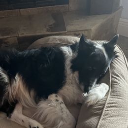 Ty - Border Collie