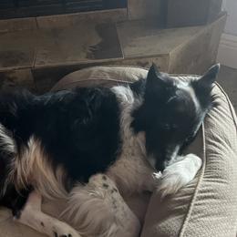 Ty - Border Collie