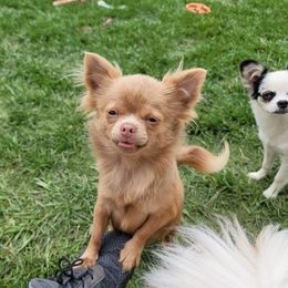 Maddie - Chihuahua