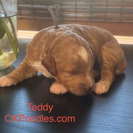 Teddy - Cream male Poodle puppy in Lance Creek, Wyoming from CK Poodles LLC
