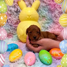 Blossom - Red  female Poodle puppy in Kissimmee, Florida from Poodle Doodle Kennels