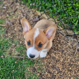 Red and white Female - Red and white female American Corgi puppy in Taylorsville, North Carolina from America's Red White and Bluie Corgis