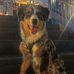 Australian Shepherd All Grown Up from Muckalee Lane Aussies