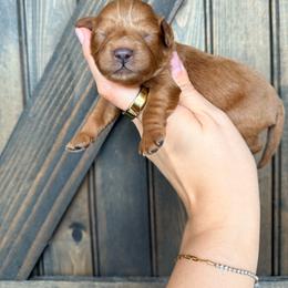 Ella - Red female Cavapoo puppy in Spring Hill, Florida from Parisian Puppies