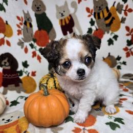 Piper - Sable spotted white female Chihuahua puppy in Plainfield, Indiana from Abby's Pampered Pooches