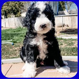 Bernedoodle, Goldendoodle, and Golden Mountain Doodle Puppies from Magic Valley Family Doodles
