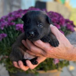 Bellatrix - Mahogany female Belgian Malinois puppy in Paris, Kentucky from Z Domu Niedzwiedzia Malinois