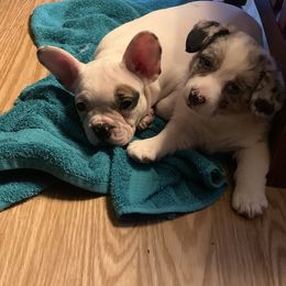 Cardigan Welsh Corgi Puppies from Luxe Cardigan Welsh Corgis
