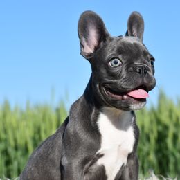 French Bulldog, Golden Retriever, and Labrador Retriever Puppies from Trigger Time Kennels