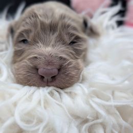 Blitzen - female Long Haired Weimaraner puppy in Evart, Michigan from Drehbar Weimaraners