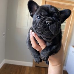 Boy 1 - French Bulldog puppy in Roanoke Rapids, North Carolina from Ferrell’s Frenchies