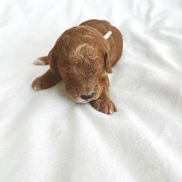 Bernedoodle and Goldendoodle Puppies from Baileys Ranch