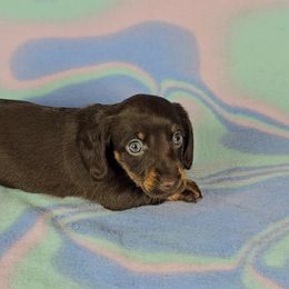 Dachshund Puppies from Newbern's Nuggets