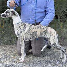 Reese - Fawn brindle female Whippet puppy in Sugar Valley, Georgia from Pinnacle Farm and Kennel