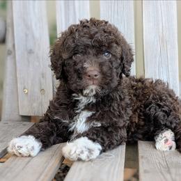 Vela - Brown female Lagotto Romagnolo puppy in West Jordan, Utah from Salt Lake Lagotto