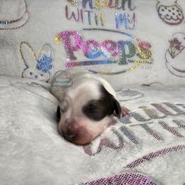 Blue pie girl - Blue and tan female Dachshund puppy in Herald, California from Bluegum Dachshunds
