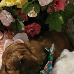 Dachshund Puppies from CLARK'S BREEDING PROGRAM