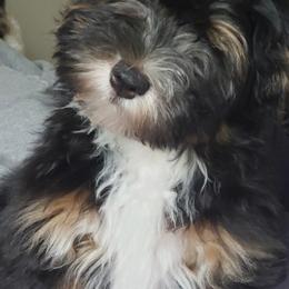 Havanese from Happy Tails Havanese