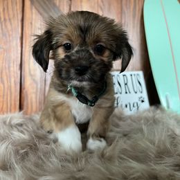 Shorkie Puppies from Shorkies R Us Breeding