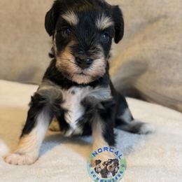 Tucker - Black and silver male Miniature Schnauzer puppy in Magalia, California from NorCal Schnauzers