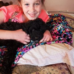 Aussiedoodle Puppies from Color Country Doodles