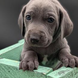 Carson - Blue male Weimaraner puppy in Evart, Michigan from Drehbar Weimaraners