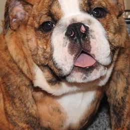 Bulldogs from OkBullieBabies