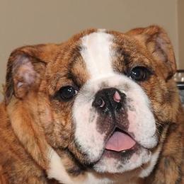 Bulldogs from OkBullieBabies