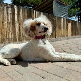 Autumn - Poodle